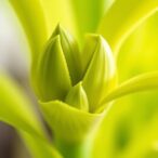 twin-prime-editing-advances-precise-monocot-genome-engineering