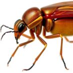 new-study-reveals-the-role-of-insects-in-our-ancestors’-diet