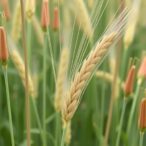 active-helitron-transposon-family-discovered-in-wheat