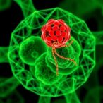 amc-f1-controls-mitochondria-autophagy-crosstalk-independently