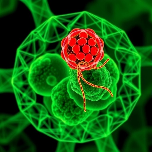 amc-f1-controls-mitochondria-autophagy-crosstalk-independently