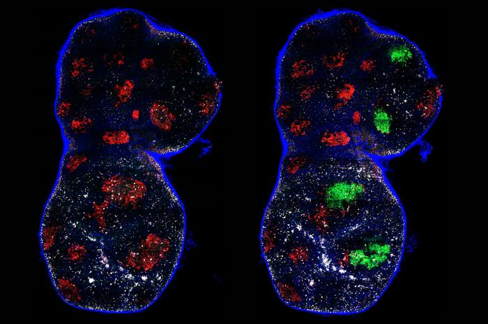 how-germinal-centers-generate-antibodies-through-noisy-rounds-of-mutation-and-selection