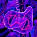 novel-pparδ-agonist-halts-liver-fibrosis,-ferroptosis
