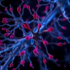 optimizing-glutamatergic-neurons-for-disease-research