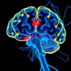 motor-cortex-microstructure-links-to-parkinson’s-severity
