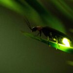 j&j-makes-$1b-upfront-bet-on-emerging-dac-space-by-netting-firefly-bio