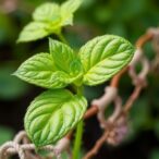 how-do-plants-withstand-continuous-dna-damage?
