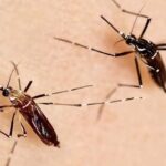 chikungunya-vaccine-development-in-africa-accelerated-by-act-chik