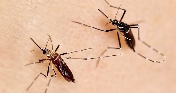 chikungunya-vaccine-development-in-africa-accelerated-by-act-chik