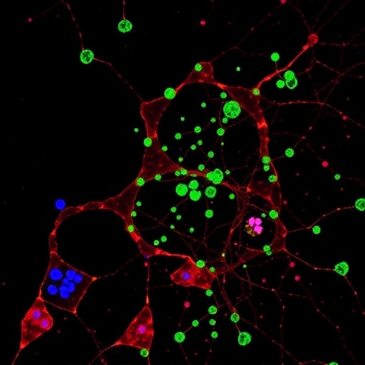 single-cell-sequencing-uncovers-burkitt-lymphoma-evolution