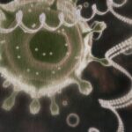 defective-hiv-rna-linked-to-persistent-viremia-during-long-term-art