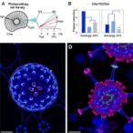 photoimmunotherapy-targets-cd98-in-solid-tumors