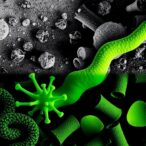 bacterial-shifts-under-arsenic-and-cadmium-pollution