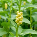 efficient-prime-editors-enable-multiplex-genome-editing-in-soybean