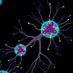 cancer-stem-cells’-metabolic-flexibility-and-organ-dialogue