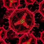 corylin-boosts-healthy-aging-through-raga-mtor,-sirt3