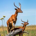 how-ambiguous-conservation-goals-are-letting-vulnerable-species-down