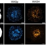 t-cell-synapse-formation-is-restrained-by-ptpn22–pstpip1-signaling