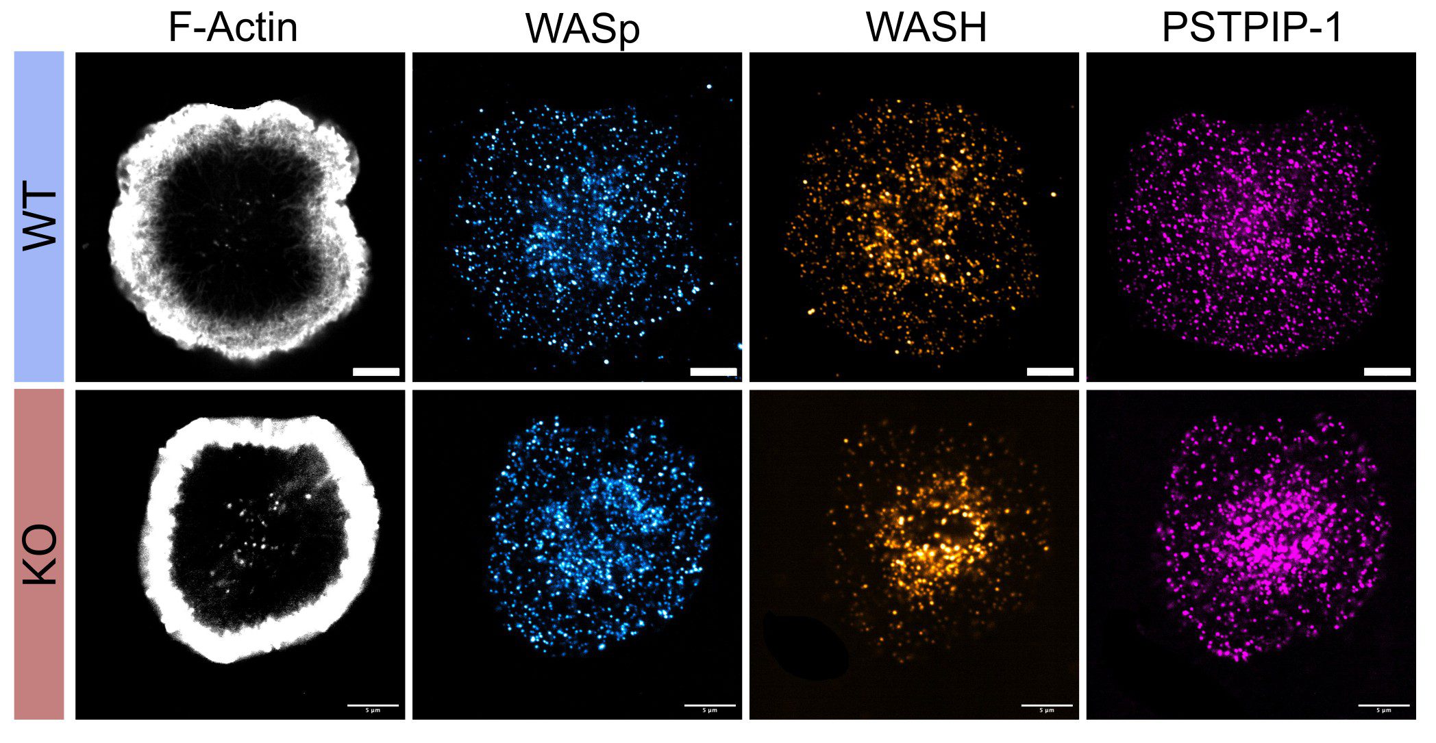 t-cell-synapse-formation-is-restrained-by-ptpn22–pstpip1-signaling