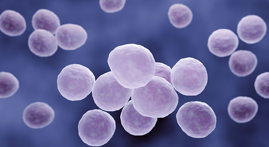 updated-amplification-tool-rapidly-detects-mycoplasma