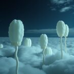 acidophilic-fungi:-potential-life-in-venus-clouds