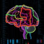 whole-genome-duplication-drives-vertebrate-brain-evolution