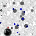oligoclonal-expansion-of-atypical-vδ2−-γδ-t-cells-in-good’s-syndrome