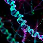 non-viral-delivery-of-full-dmd-mrna-targets-muscles