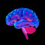 how-socioeconomic-factors-shape-children’s-brain-structure-and-function