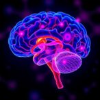 boosting-sirt6-pathway-restores-brain-function-in-fgr