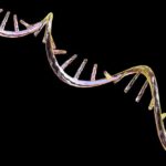 new-mrna-delivery-platform-restores-muscle-function-in-dmd-models