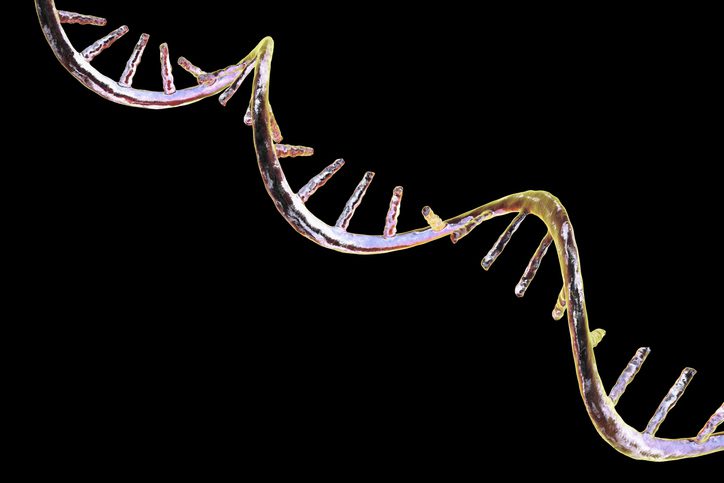 new-mrna-delivery-platform-restores-muscle-function-in-dmd-models