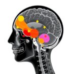 multimodal-models-use-text-for-medical-image-predictions