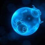 how-advanced-maternal-age-disrupts-embryo-development-by-altering-fatty-acid-activation