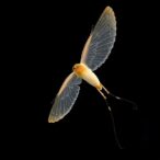 delicate-long-distance-flyers-with-parchment-thin-wings:-a-scientific-exploration
