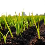 innovative-biochar-composite-promotes-safer-rice-cultivation-and-reduces-methane-emissions