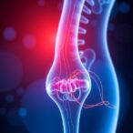 engineering-wnt7b-peptides-to-boost-bone-health