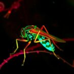 drosophila-nucleostemin-1-loss-triggers-apoptosis-mechanism