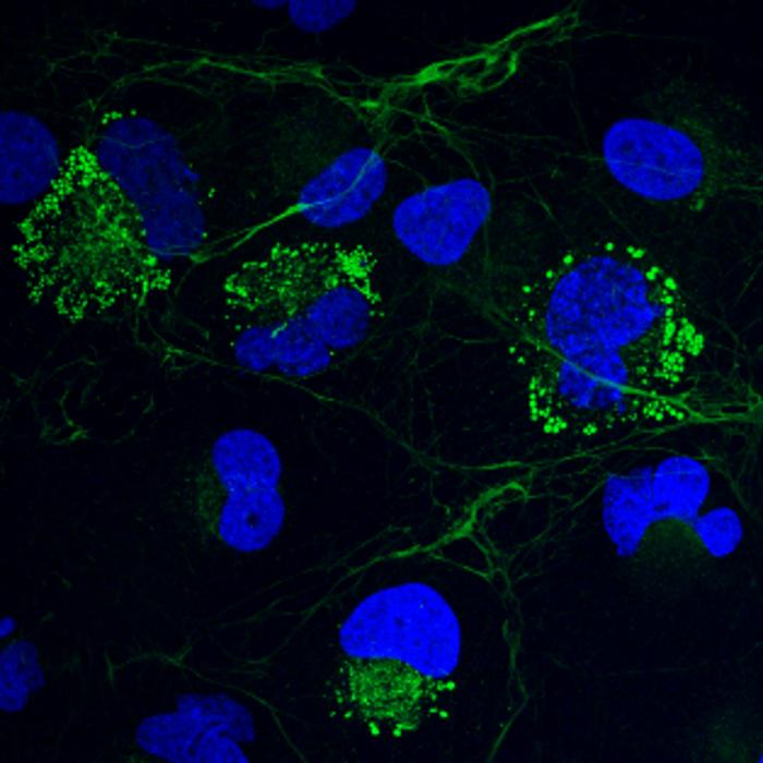 collagen-resides-inside-cells-in-liquid-condensate-like-form