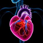 systemic-and-epicardial-fat-in-cardiometabolic-disease