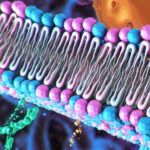 scramblase-dynamics-uncovered-by-single-vesicle-fluorescence-microscopy