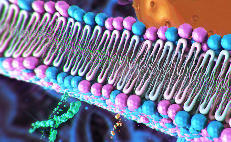 scramblase-dynamics-uncovered-by-single-vesicle-fluorescence-microscopy