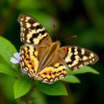 “geriatric”-butterfly-species-lives-almost-three-times-longer-than-its-relatives,-study-finds