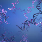 age-related-inflammation-linked-to-r-loop-nucleic-acids,-opens-therapies