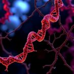 confined-migration-causes-dna-damage-in-neurons