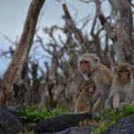 impact-of-early-life-adversity-on-epigenome-at-molecular-level-mapped-in-macaques