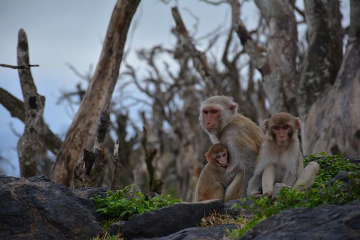 impact-of-early-life-adversity-on-epigenome-at-molecular-level-mapped-in-macaques