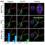 trigger-day-hcg-impacts-dna-methylation,-neurodevelopment