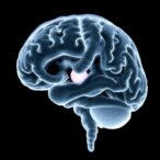 optimal-echocardiography-timing-in-neonatal-brain-injury