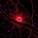 unraveling-random-cellular-fluctuations-with-label-free-interferometric-scattering-microscopy